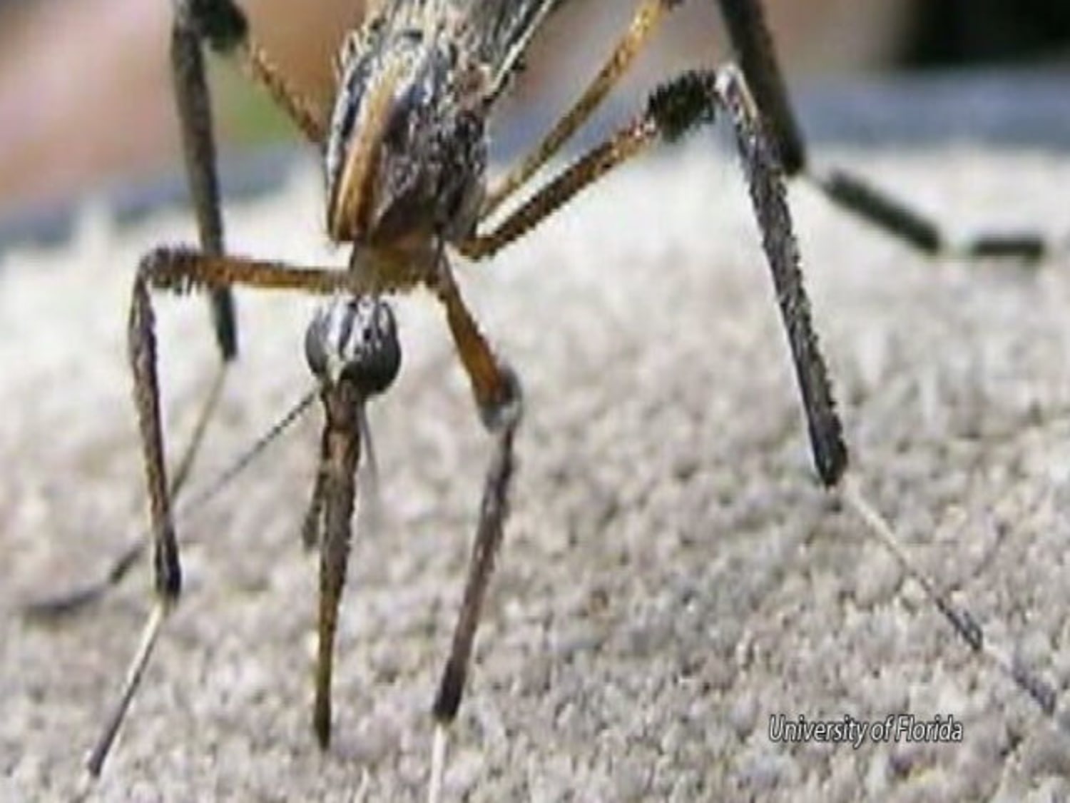 Mega mosquito store